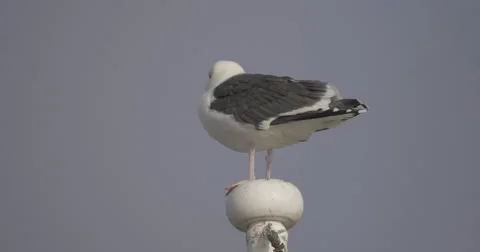 Seagull on a flag pole  Stock Footage 46033574