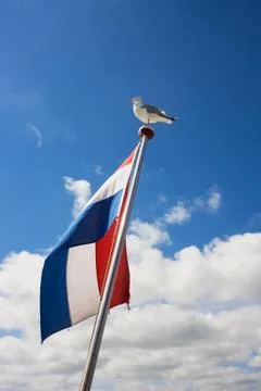 Seagull on flagpole, vertical Stock Photos