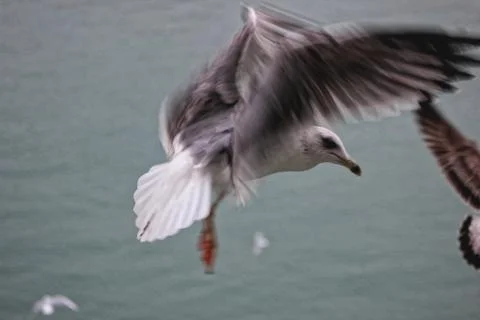 Seagull flapping its wings Stock Photos