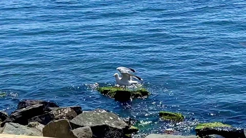 The seagull flew in to pose for the camera. Smart bird. Stock Footage 252129496