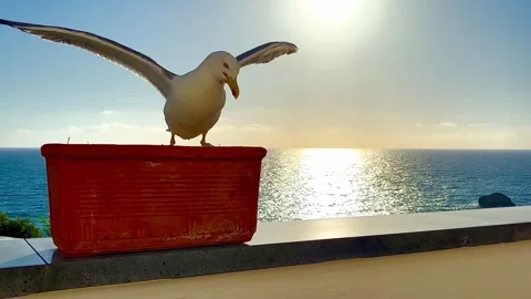 The seagull flew in at sunset in the evening and sat on the balcony. Stock Footage 310178172