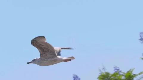 A seagull flies against a backdrop of palm trees and a blue sky Stock Footage 323853893