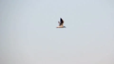 A seagull flies against the sky above the horizon and a body of water in summer Stock Footage 337425554
