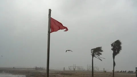 A seagull flies against the wind during a storm on the seashore. Stock-Footage 124438280
