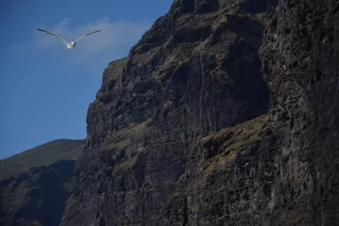 Seagull flies along huge cliff. Seagull gliding along the coastline in Teneri Stock Photos