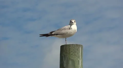 Seagull flies away Stock Footage 10764761