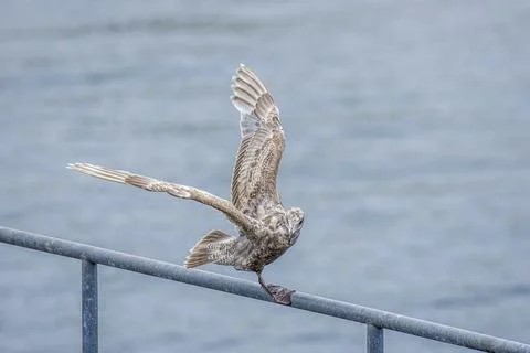 Seagull flies away from perch. Stock Photos