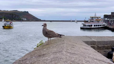 A seagull flies away from the wall, behind ferries with people Plymouth UK 2022 Stock Footage 205095299