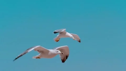 A seagull flies on a background of the coastal mountains of Turkey Stock Footage 323902151