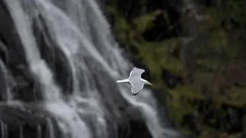Seagull flies in the background of a waterfall Stock Footage 225533778