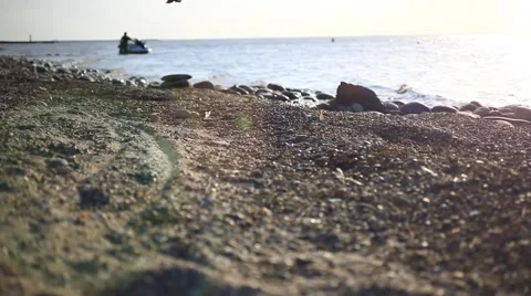 Seagull flies on the beach Video stock 51802325