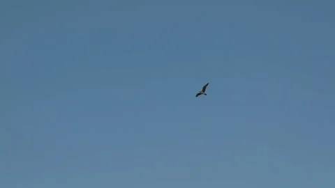 A Seagull Flies Behind a Palm Tree 動画素材 196848688