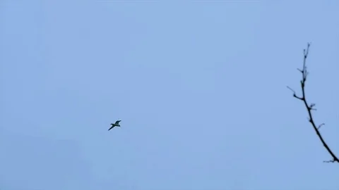 Seagull Flies Behind Tree Depth Of Field Stockbeeldmateriaal 72965173