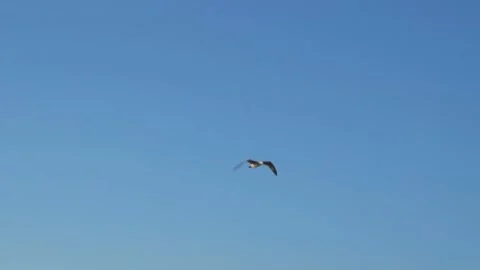 Seagull flies in blue cloudless summer sky Stock Footage 137719743