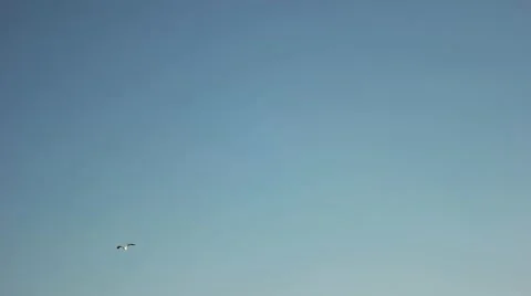 Seagull flies on the blue sky background Stock Footage 65292850