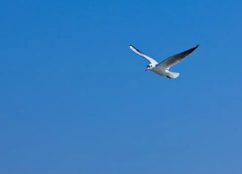 Seagull flies in the blue sky Stock Photos