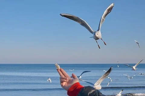 Seagull flies to catch bread from hands Stock Photos
