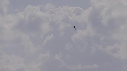 Seagull flies in the clouds - Slow Motion Stock Footage 95696218