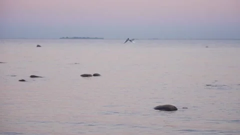A seagull flies at dusk against the backdrop of the sea 動画素材 226888608