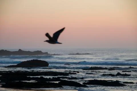 Seagull flies on front of the camera at sunset Stock-Fotos