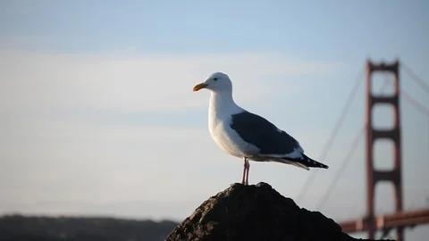 Seagull flies in front of Golden Gate Bridge. Stock Footage