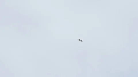 Seagull Flies Gracefully Over The Ocean Harbor Stock Footage 117466166