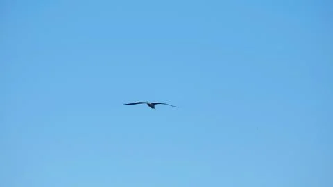 The seagull flies high in the sky. Stock Photos