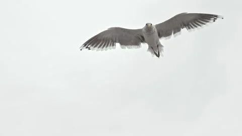 Seagull flies high under grey sky Northern wild nature Vídeo Stock 157227803
