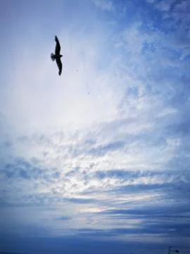 Seagull flies on lake Balaton beach on a summer evening Stock Photos