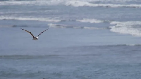 Seagull flies over beach Vídeo Stock 118617391