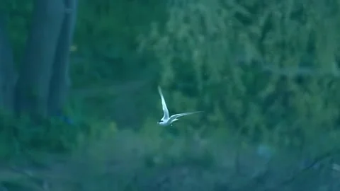 A seagull flies over a river and showily shakes off the water Stock Footage 313160326