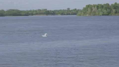 The seagull flies over the river. The big seagull is flying. One seagull in the Stock Footage 200825965