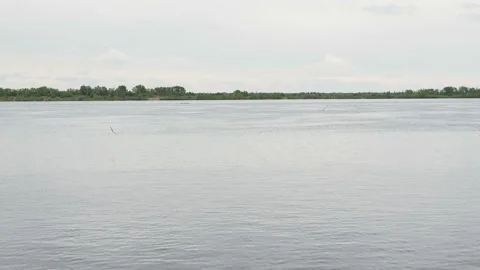 A Seagull flies over a river in a cloudy and windy day Stock Footage 130499392