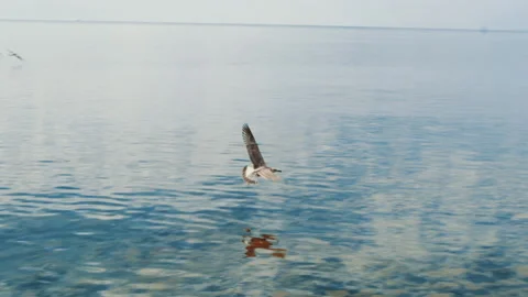Seagull flies over the sea Stockbeeldmateriaal 138900904