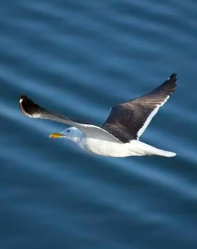 A seagull flies over the sea Stock Photos