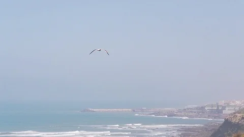 Seagull flies over seaside cliffs in Ericeira Portugal, panning shot to village Video stock 94762846