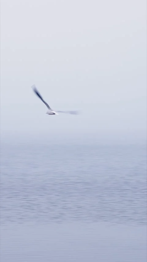 A seagull flies over some waters Stock Footage 272980670