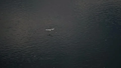 A seagull flies over the surface of the water, reflecting in it Stock Footage 336273079