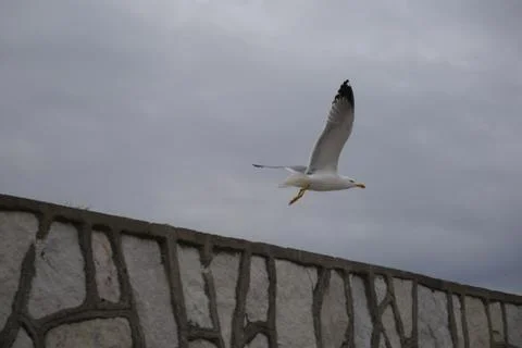 Seagull flies over a wall in the harbor Stock Photos