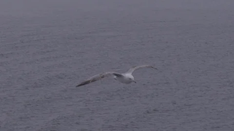 Seagull flies over the water Stock Footage 127550941