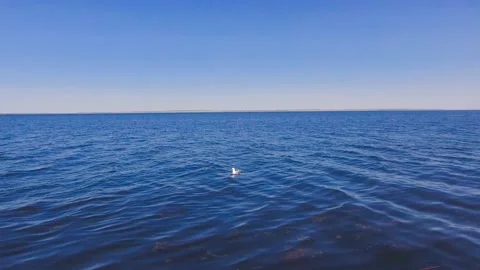 A Seagull flies over the water Stock Footage 131114296