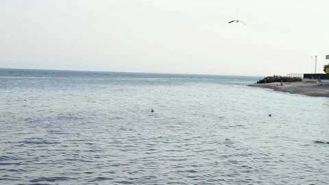 A Seagull flies over the water. Stock Footage 152328825