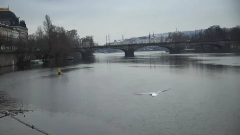 A seagull flies over the waters of the Vltava River in Prague, Czech Republic. Stock Footage 264661153