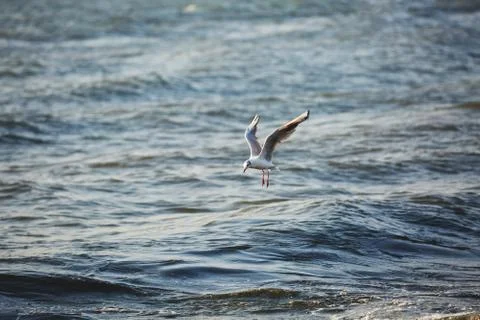 A Seagull flies over waves Stock Photos
