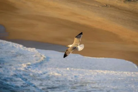 Seagull flies over the waves Stock Photos