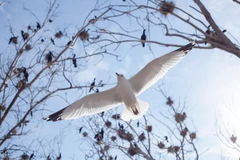 Seagull Flies overhead at tommy thompson park Stock Photos