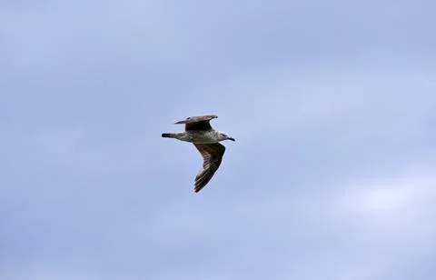 A seagull flies in the sky with clouds Stock Photos