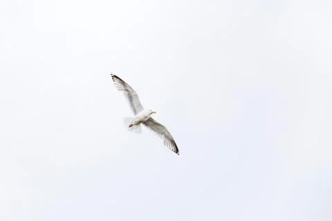 Seagull flies on the sky Stock Photos