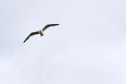 Seagull flies on the sky 写真素材