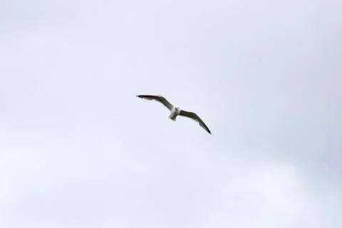 Seagull flies on the sky Stock Photos